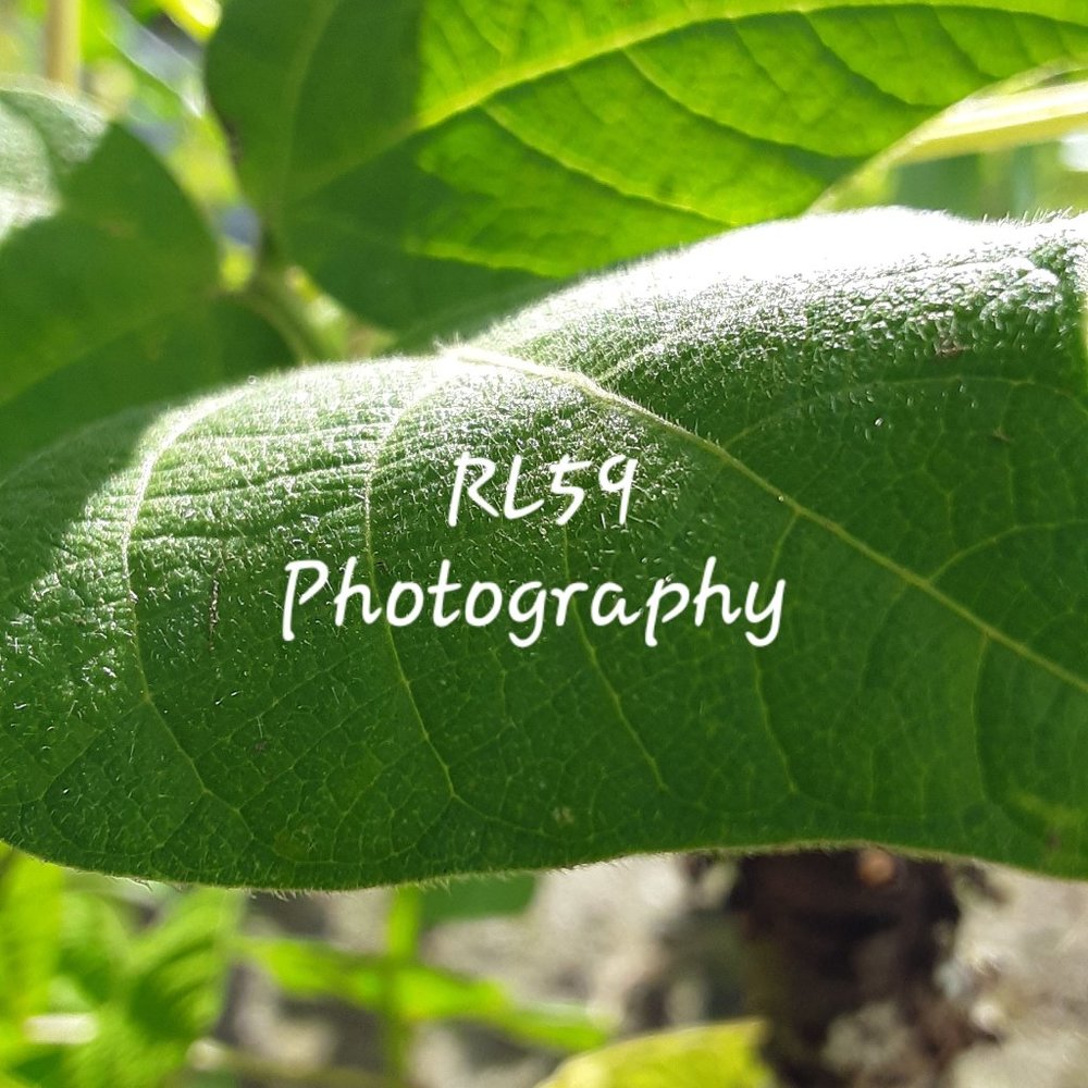 Nature Leaf Photo - Original!